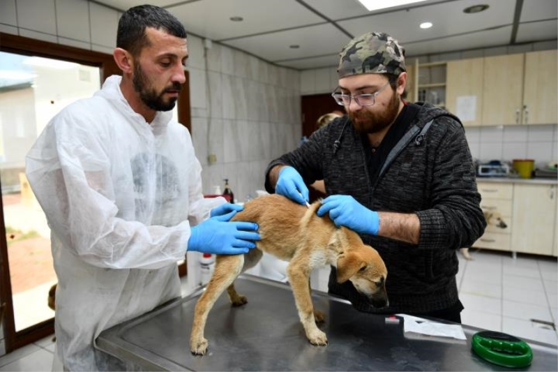 Enkazdan kurtarılan köpekler Mratpaşa’da tedavide