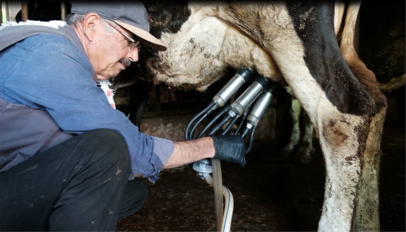 Büyükşehir Belediyesi Akçaenişli  süt üreticilerinin yüzünü güldürdü