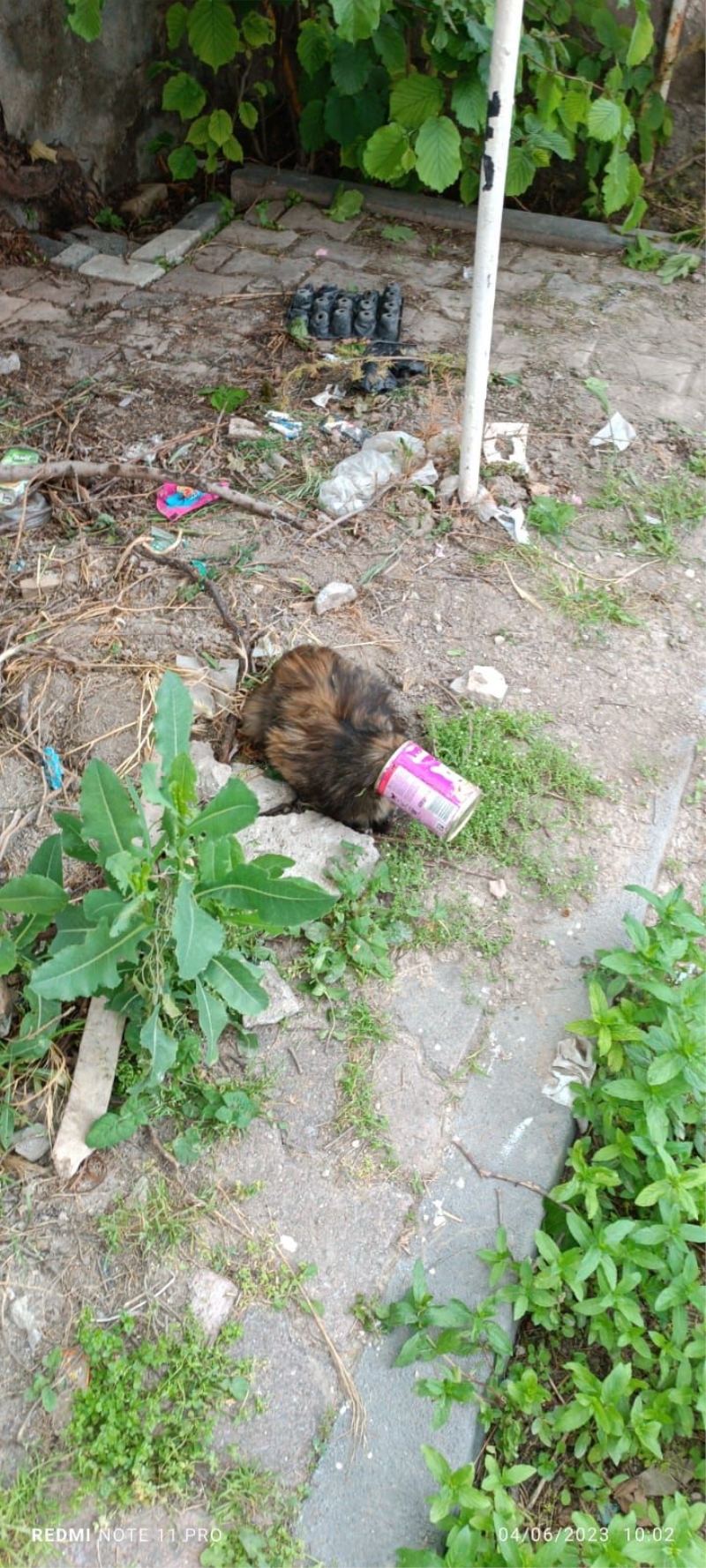 Kayseri İtfaiyesi, Kafası Konserve Kutusuna Sıkışan Kediyi Kurtardı