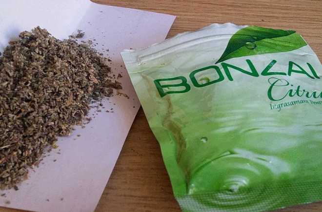 Öldüren uyuşturucu: BONZAİ
