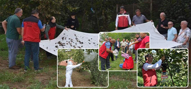 KAHVERENGİ KOKARCA İLE KIŞLAK MÜCADELESİ ÇALIŞMALARI BAŞLADI