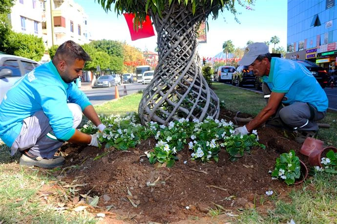 ALANYA BELEDİYESİ MEVSİMLİK ÇİÇEK DİKİMLERİNE BAŞLADI