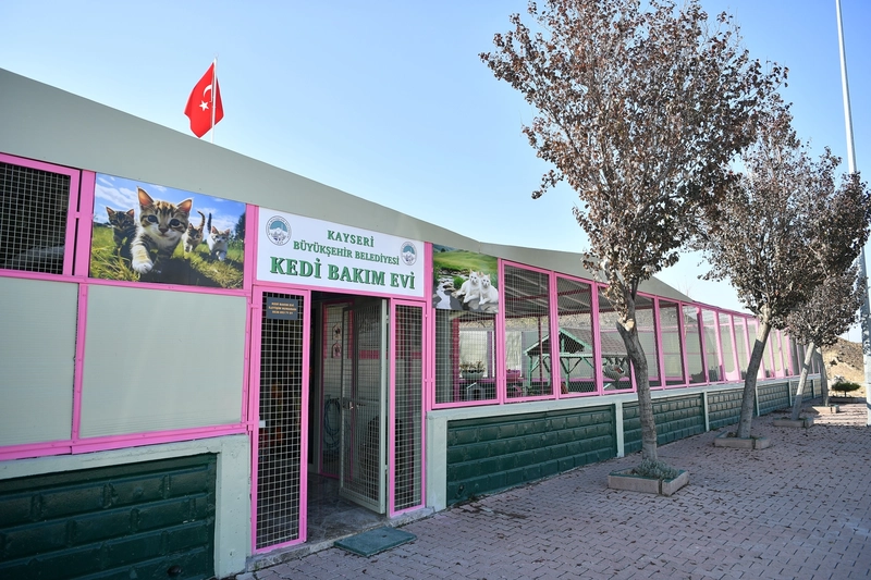 Kayseri Büyükşehir Belediyesi Kedi Bakım Evi Sokak Kedilerine Yaşam Desteği Sağlıyor