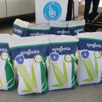 Dağ ilçelerine silajlık mısır tohumu desteği